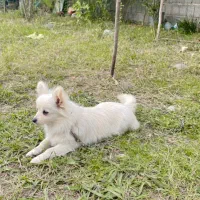 سک چیواوا|سگ|رشت, لاکان شهر|دیوار