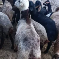 قوچ و میش