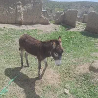 دو عدل خر نر ماد به فروش میرسد