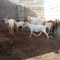 فروش بز سانن|حیوانات مزرعه|خوی, |دیوار