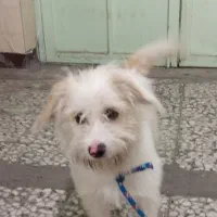 سگ پشمالو|سگ|اهواز, امانیه|دیوار