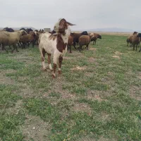 بزغاله نر نژاد دار|حیوانات مزرعه|ملایر, |دیوار