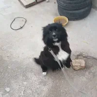 سگ نر