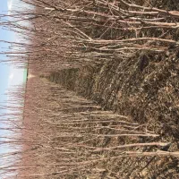 نهال|گل و گیاه طبیعی|نیشابور, مازول|دیوار