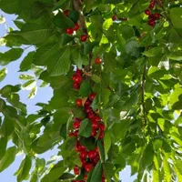 ویلاباغ حیدره بالای شهر|فروش خانه و ویلا|همدان, |دیوار