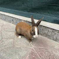 خرگوش|موش و خرگوش|بیرجند, |دیوار