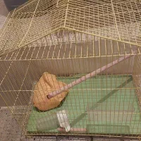 قفس پرنده سایز بزرگ نو به همراه وسایل|لوازم جانبی حیوانات|قزوین, |دیوار