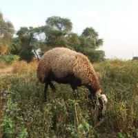 فروش میش افشاری