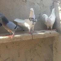 کبوتر|پرنده|شبانکاره, |دیوار