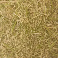 علوفه|حیوانات مزرعه|سنقر, |دیوار