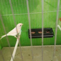 ماده قناری|پرنده|رفسنجان, |دیوار