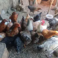 سلام خسته نباشید ۲۲عدد جوجه طبیعی ۵ماه سالم است