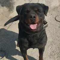 سگ روت وایلر|سگ|باقرشهر, |دیوار