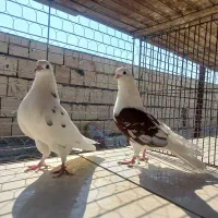 کبوتر دهنجور|پرنده|بندرعباس, |دیوار