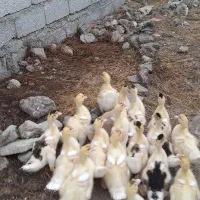 جوجه اردک خارجی ۳۶ روزه
