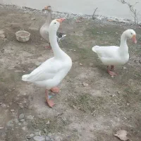 قو غاز