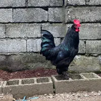 خروس سیاه