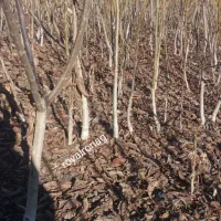 نهال پر کیفیت اصلاح شده