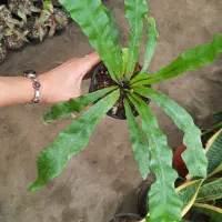 سانسوریا ، پتوس ، سرخس ،کروتون|گل و گیاه طبیعی|مشکیندشت, |دیوار