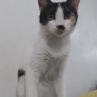 واگذاری گربه کالیکو ۸ ماهه|گربه|اراک, |دیوار