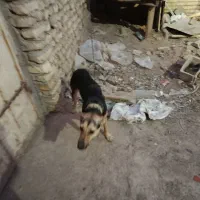 سگ ژرمن|سگ|آبادان, |دیوار