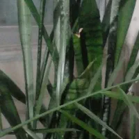 گل سانسوریا