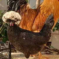 خروس لهستانی مرغ لهستانی مرغ سلطان تخم گذار|حیوانات مزرعه|خمینی‌شهر, |دیوار