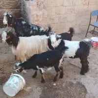 ۵تا تیشتر ماده چاق دونه ۶میلیون