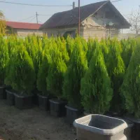 کامیس نکدار گلدان 40 و 45