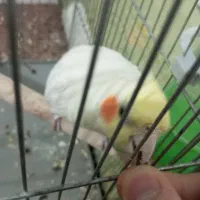 عروس هلندی ماده|پرنده|فولادشهر, A6|دیوار