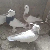 دوجفت طوقی به فروش می‌رسد