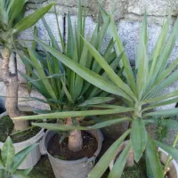 گل یوکا|گل و گیاه طبیعی|دالخانی, |دیوار