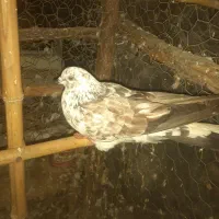 ۷عدد کفتر خوب نر و ماده|پرنده|رشت, یخسازی|دیوار