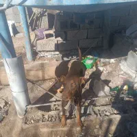 واگذاری سگ ماده دوبرمن