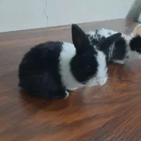 بچه خرگوش لوپ