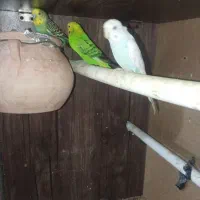 مرغ عشق و فنچ و قفس دو عدد