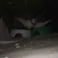 دو کبوتر طوق بایک قفسه 1 متری|پرنده|مریوان, |دیوار