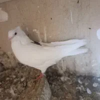 کبوتر یاکفتر تهرانی وشهرستانی