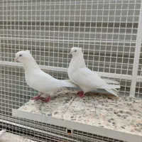 کفتر پرنده سهره قناری سهره خاکی