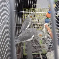 جوجه‌عروس دون‌خور|پرنده|قم, شهرک قدس|دیوار