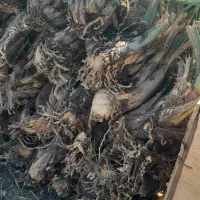 فروش پاجوش(جنگ درخت)|گل و گیاه طبیعی|بم, |دیوار