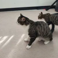 واگذاری رایگان گربه خانگی|گربه|طرقبه, |دیوار