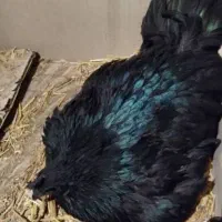 مرغ سیاه  کرک. کرچ