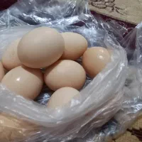 تخمرغ محلی تازه یخچالی تخم مرغ خوراکی