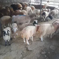 گوسفند صحر ا سرسبز|حیوانات مزرعه|تهران, نارمک|دیوار