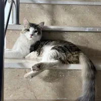 واگذاری گربه