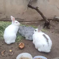3عدد خرگوش زیبای ماده