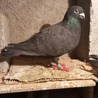 کلاغ موشی|پرنده|شیروان (خراسان), |دیوار