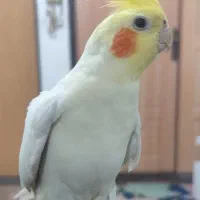 عروس هلندی نر به اسم نمک|پرنده|قرچک, فردیس|دیوار