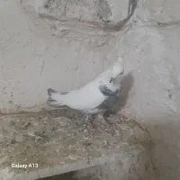 سینه دم سرور کاکولی،سرور نر کاکولی،شانزده کاکولی